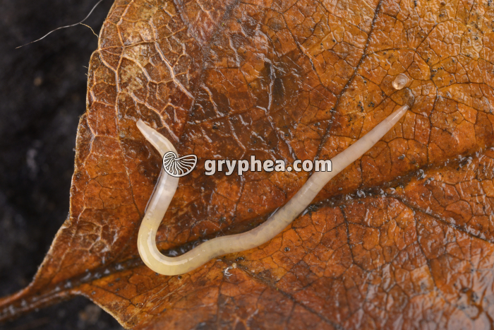 Enchytréide - gryphea.com